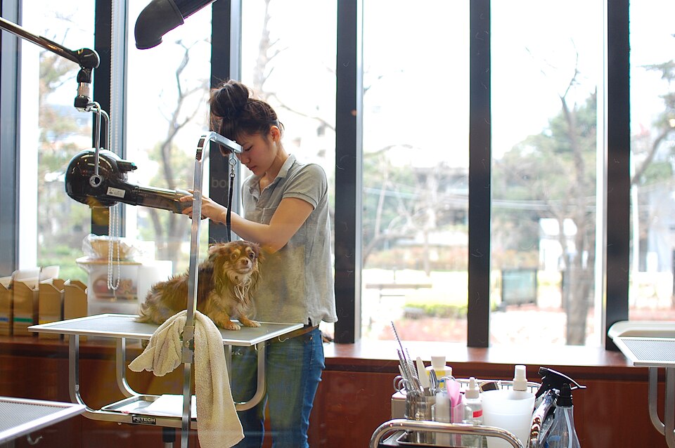 Groomer finishing a dog at a grooming station