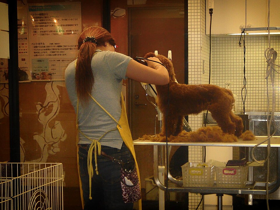 Groomer drying a dog after a bath