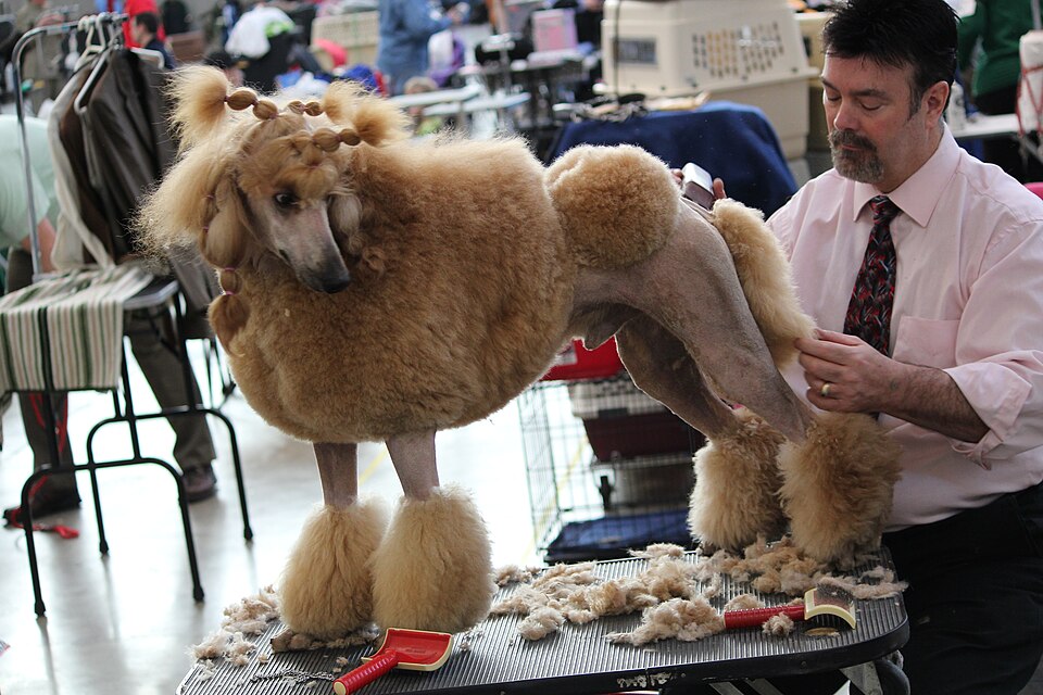 Poodle being clipped by a groomer