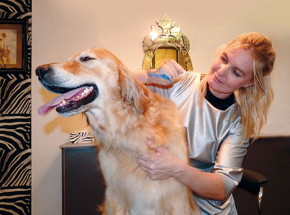 Professional groomer brushing a golden retriever
